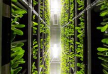 Can Indoor Growing Increase Our Food Supply?