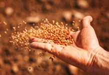 WACCI calls for strategic investments in seed systems WACCI calls for strategic investments in seed systems