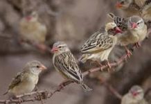 Zim farmers count losses as quelea birds destroy crops