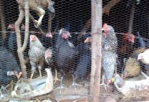 Rearing of small stocks is the key to sustainability and productivity in communal areas