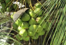 Tanzania Agriculture Research Institute to revamp coconut production Tanzania Agriculture Research Institute to revamp coconut production