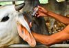 SADC ministers to meet in Zimbabwe over food production, livestock health and fisheries development challenges Kenya’s Garissa County embarks on animal vaccination drive