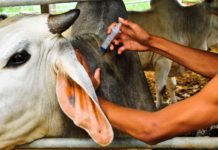 Kenyan Farmers to Benefit from Digital Livestock Vaccination Drive to Curb Diseases and Boost Production Kenya’s Garissa County embarks on animal vaccination drive