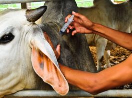 SADC ministers to meet in Zimbabwe over food production, livestock health and fisheries development challenges Kenya’s Garissa County embarks on animal vaccination drive