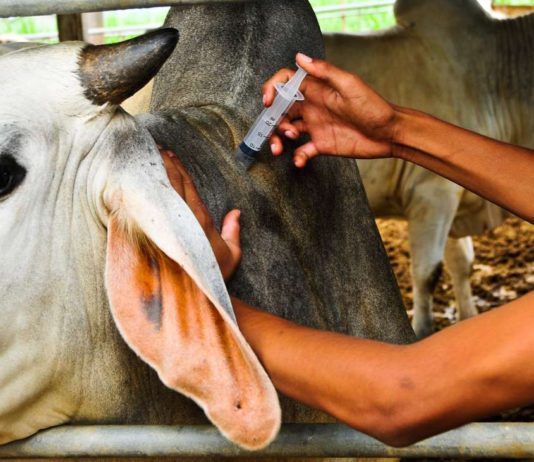 SADC ministers to meet in Zimbabwe over food production, livestock health and fisheries development challenges Kenya’s Garissa County embarks on animal vaccination drive
