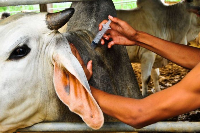 Kenya’s Garissa County embarks on animal vaccination drive