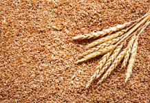 Global diplomats warn of global food crisis as Egypt trims wheat imports First Indian wheat shipment to Egypt complies with int’l standards