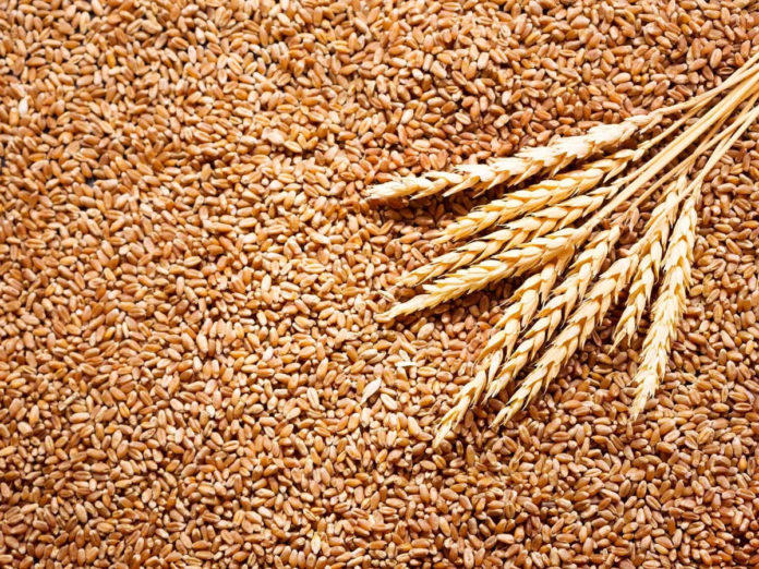 First Indian wheat shipment to Egypt complies with int’l standards