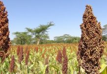 Kenya seed, Kephis scale up war on fake seed Kenya seed, Kephis scale up war on fake seed
