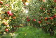 How TOMRA Food sorting and grading solutions can help apple packhouses meet operational challenges-and protect customers’ brand reputations