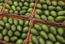 TOMRA Food, keynote sponsor of the upcoming global avocado congress, spotlights how packhouses can meet current and future challenges