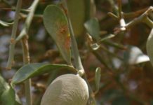 In Burkina Faso, Artisan Soap Is Far More Than a Luxury