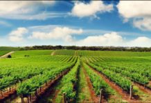 Western Cape launches Africa Agriculture Strategy Western Cape launches Africa Agriculture Strategy