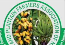 CPFAN to build three mega processing factories in South-West Nigeria CPFAN to build three mega processing factories in South-West Nigeria