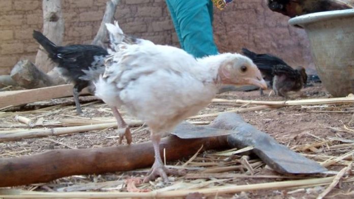 Guinea reports bird flu outbreak at hen farms in western part of country