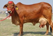 KALRO introduces improved dairy breeds KALRO introduces improved dairy breeds