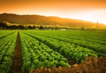 Tanzania unveils budget to transform agriculture sector Tanzania unveils budget to transform agriculture sector