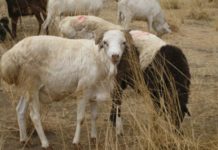 Rift Valley Fever outbreak hits Burundi Rift Valley Fever outbreak hits Burundi