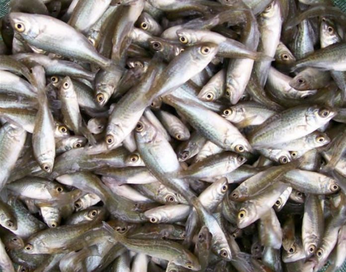 Kisii County in Kenya to benefit from 25,000 fingerlings