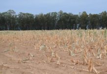 SA’s grain producers struggle amidst severe drought and heat waves ARC Group, African Bank provide drought insurance payout to Zambia