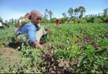 East Africa event to focus on immediate actions for agricultural productivity growth East Africa event to focus on immediate actions for agricultural productivity growth