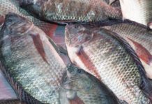 Kenya, Uganda pact allows smooth flow of fish exports to DRC Kenya, Uganda pact allows smooth flow of fish exports to DRC