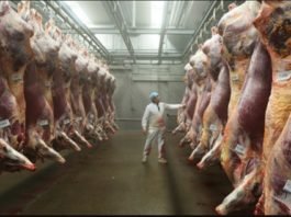 South Africa extends UAE red meat export registration deadline to December 2026 Ethiopia reports rise in earnings from meat export