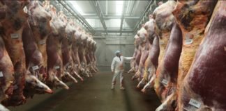 South Africa extends UAE red meat export registration deadline to December 2026 Ethiopia reports rise in earnings from meat export