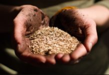 FAO to address “acute” food insecurity in Sudan FAO to address “acute” food insecurity in Sudan