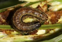 Kenya reports armyworm invasion in Nakuru Kenya reports armyworm invasion in Nakuru