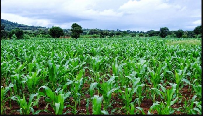 Nigeria set for first National Agricultural Sample Census in 3 decades