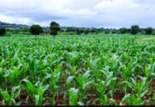 Nigeria set for first National Agricultural Sample Census in 3 decades Nigeria set for first National Agricultural Sample Census in 3 decades