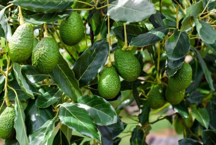 Kenya inks MoU for avocado processing in Kisii