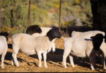 Dorper Sheep, improved Kienyeji Chicken distributed in West Pokot Kenya Dorper Sheep, improved Kienyeji Chicken distributed in West Pokot Kenya