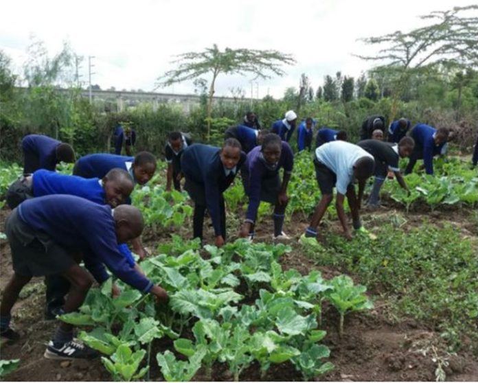4-K Club agricultural model implemented in Homa Bay County