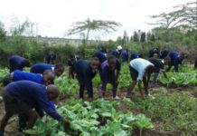 4-K Club agricultural model implemented in Homa Bay County 4-K Club agricultural model implemented in Homa Bay County