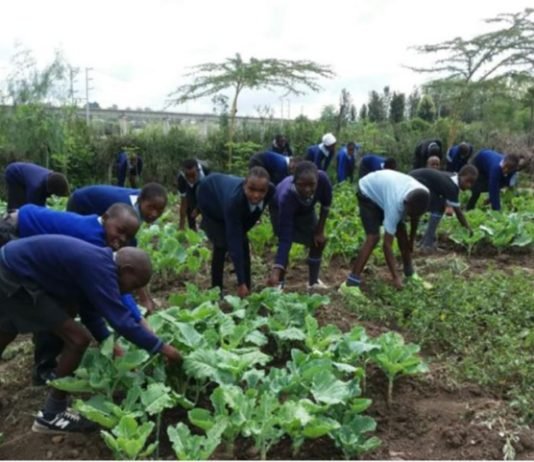 4-K Club agricultural model implemented in Homa Bay County 4-K Club agricultural model implemented in Homa Bay County