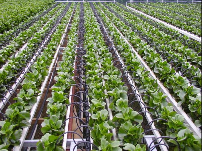 Nigeria considers drip irrigation for food production