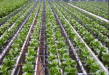Precision Irrigation: Saving Every Drop in a World of Scarcity Nigeria considers drip irrigation for food production