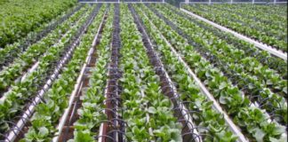 Precision Irrigation: Saving Every Drop in a World of Scarcity Nigeria considers drip irrigation for food production