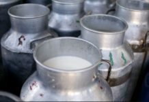 Nakuru in Kenya record an annual milk production of 300 million litres Nakuru in Kenya record an annual milk production of 300 million litres