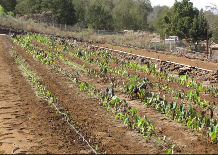 Kisumu horticulture UK exports resumes after three-month break