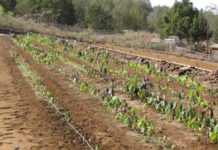 Kisumu horticulture UK exports resumes after three-month break Kisumu horticulture UK exports resumes after three-month break