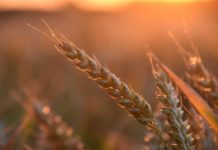 World Bank earmarks US $500M for Egypt’s agriculture sector World Bank earmarks US $500M for Egypt’s agriculture sector