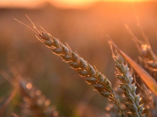 World Bank earmarks US $500M for Egypt’s agriculture sector World Bank earmarks US $500M for Egypt’s agriculture sector