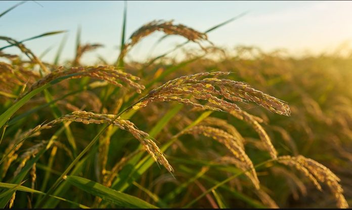 FG, IFAD, disburse agro inputs in Nigeria to boost rice production