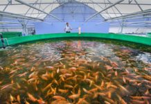 Fish welfare legislation ‘urgently needed’ says Compassion in World Farming as new study shows huge increase in global farmed fish numbers Donors commit to fisheries sector development in Liberia