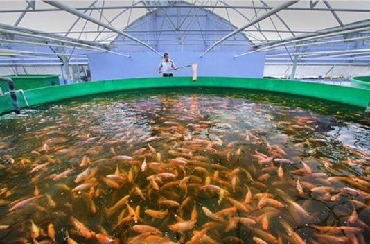Fish welfare legislation ‘urgently needed’ says Compassion in World Farming as new study shows huge increase in global farmed fish numbers Donors commit to fisheries sector development in Liberia