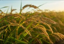 FG, IFAD, disburse agro inputs in Nigeria to boost rice production FG, IFAD, disburse agro inputs in Nigeria to boost rice production