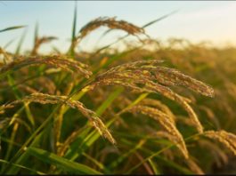 Researchers identify dual-function rice gene that boosts yield by up to 42% during droughts FG, IFAD, disburse agro inputs in Nigeria to boost rice production